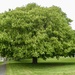 The Mighty Horse Chestnut Tree by foxes37