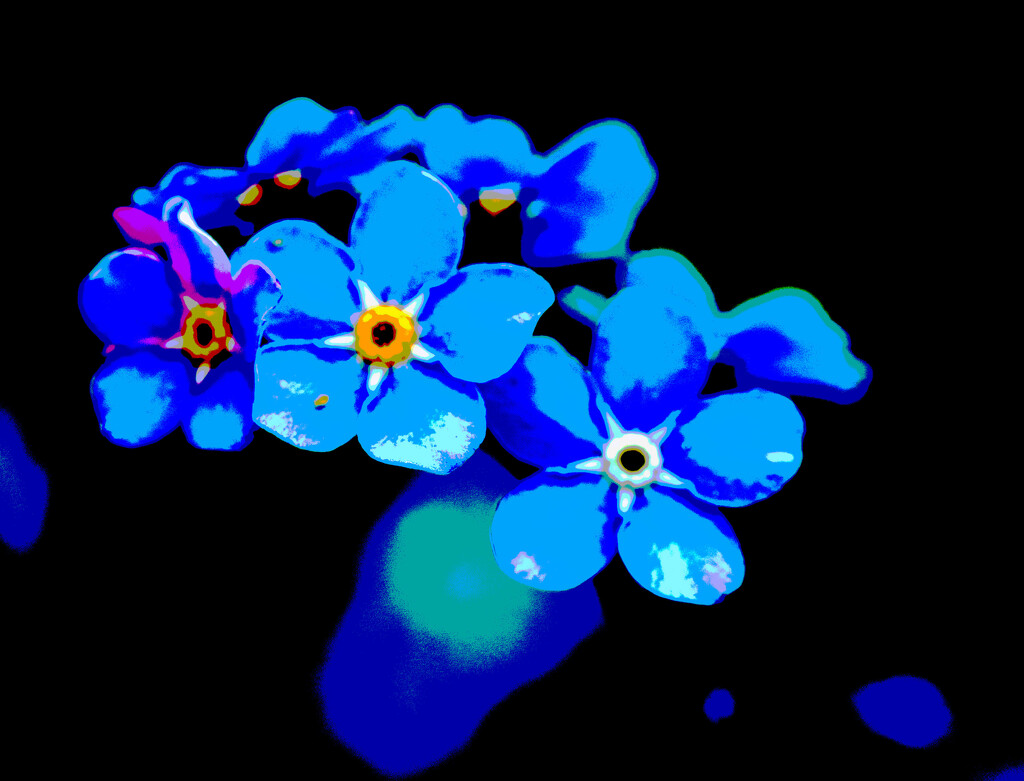 Forget-me-knots by clifford