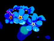 4th May 2023 - Forget-me-knots