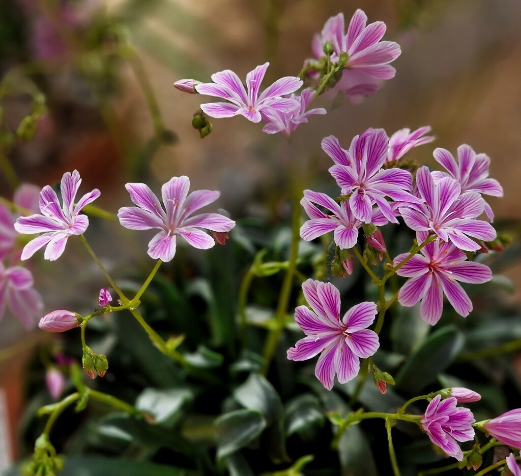 lewisia by christophercox