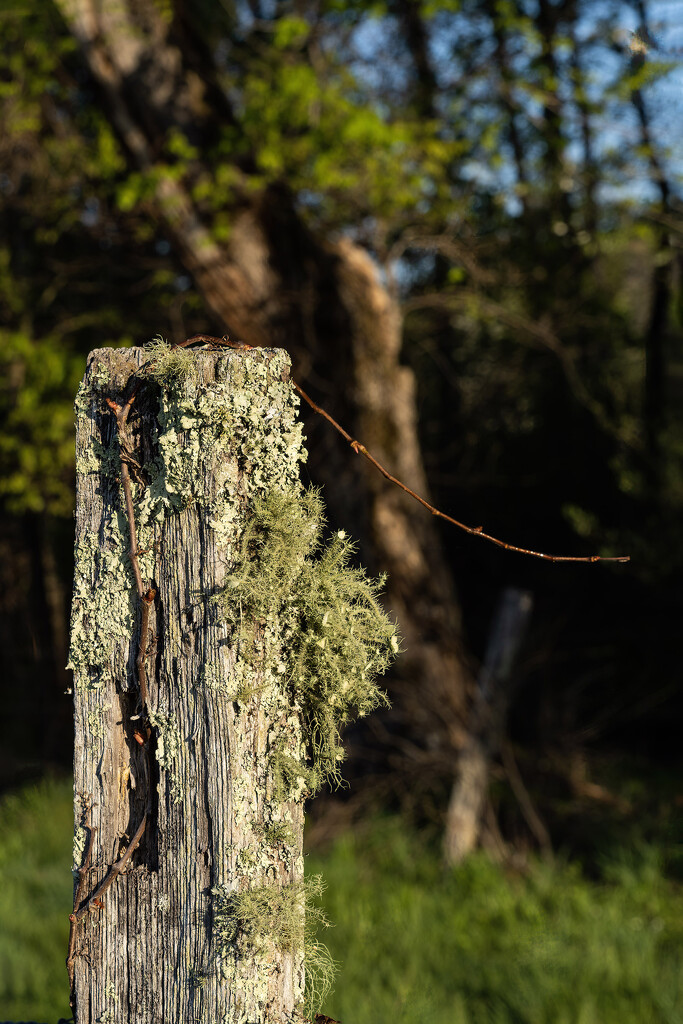 Fence Post by k9photo