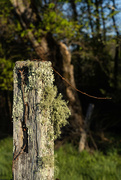 4th May 2023 - Fence Post