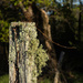 Fence Post by k9photo
