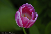 4th May 2023 - Tulip Portrait