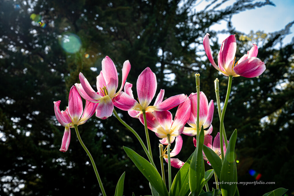 The tulips last stand by nigelrogers