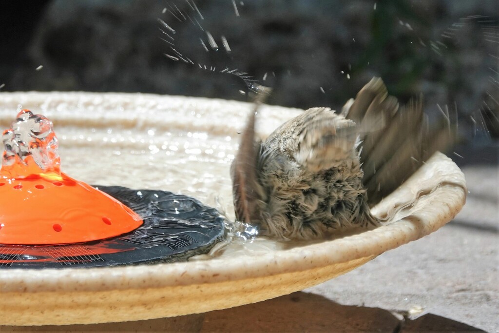 Bird Bath by sandlily