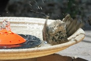 3rd May 2023 - Bird Bath