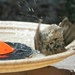 Bird Bath by sandlily