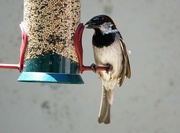 3rd May 2023 - Sparrow eating