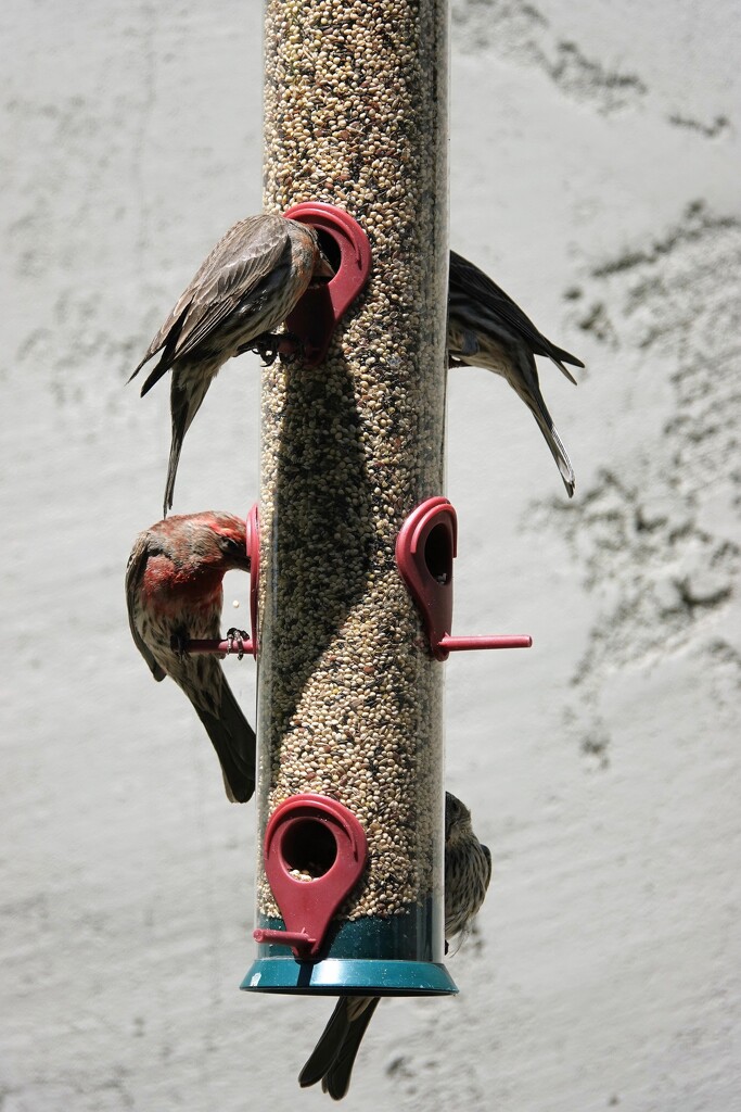 Birds feeding by sandlily