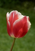 4th May 2023 - It’s hard to beat a beautiful tulip