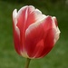 It’s hard to beat a beautiful tulip by orchid99