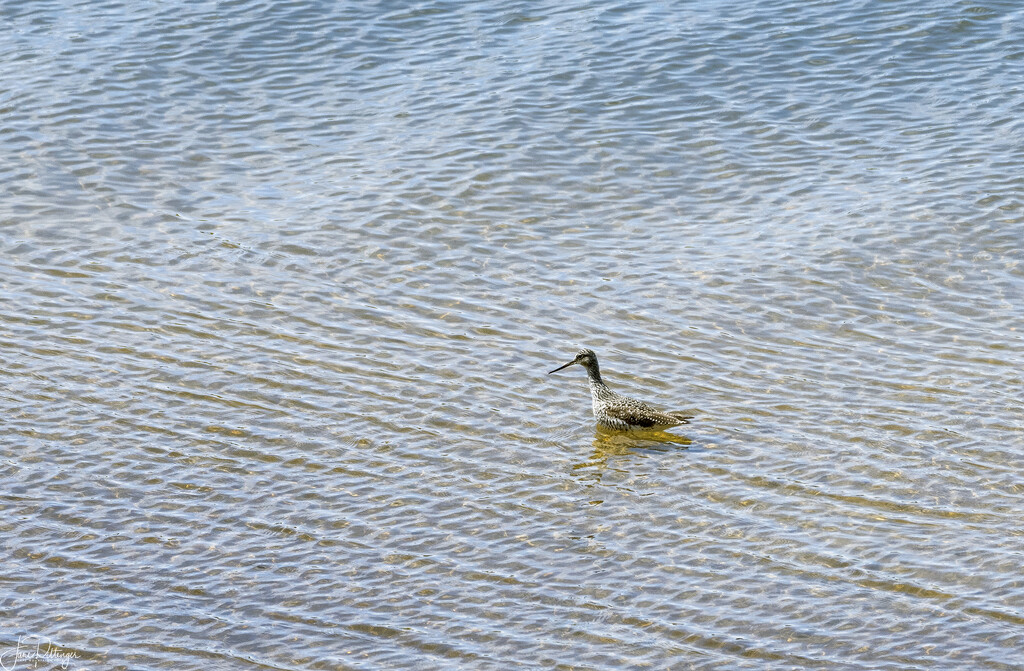 Willet in the Ripples  by jgpittenger