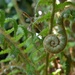 The garden ferns unfurling by anitaw
