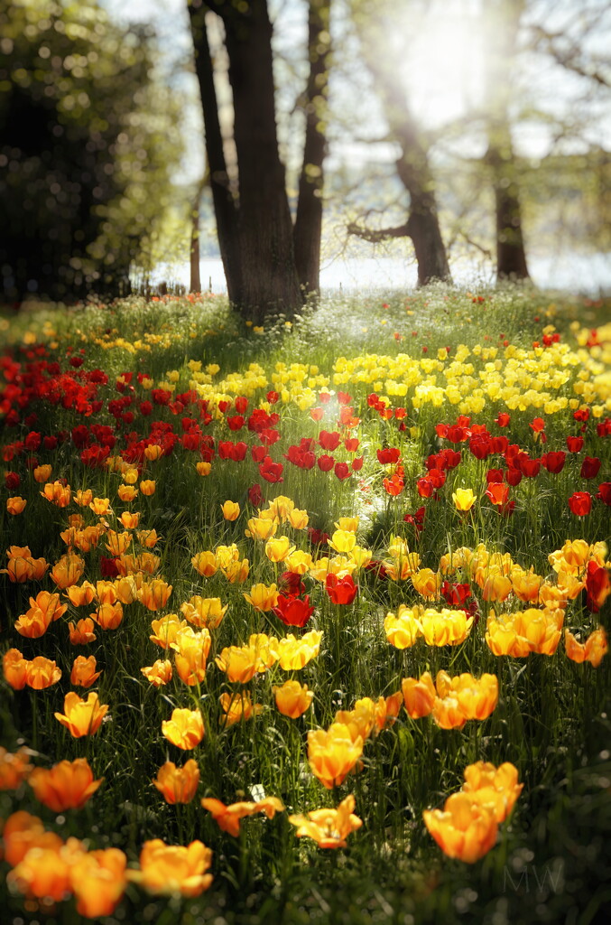 2023-05-04 tulip meadow by mona65