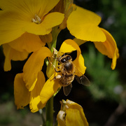 2nd May 2023 - Catching  up on missed days: insect on a yellow flower