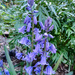 Garden bluebells by busylady