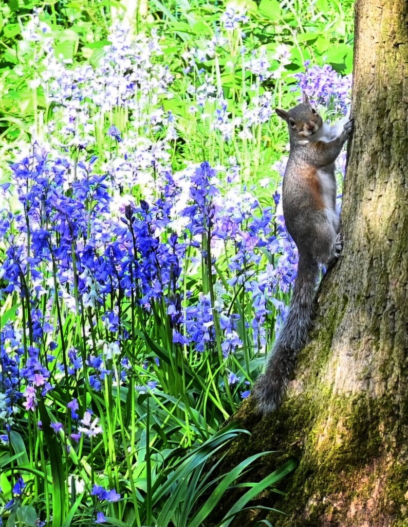Squirrel Nutkin in the Bluebell Wood  by wendystout