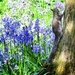 Squirrel Nutkin in the Bluebell Wood  by wendystout