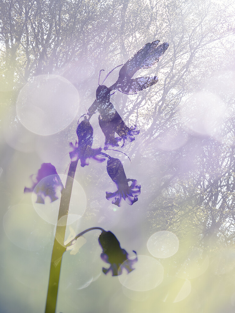 Bluebell Daydream by jlmather