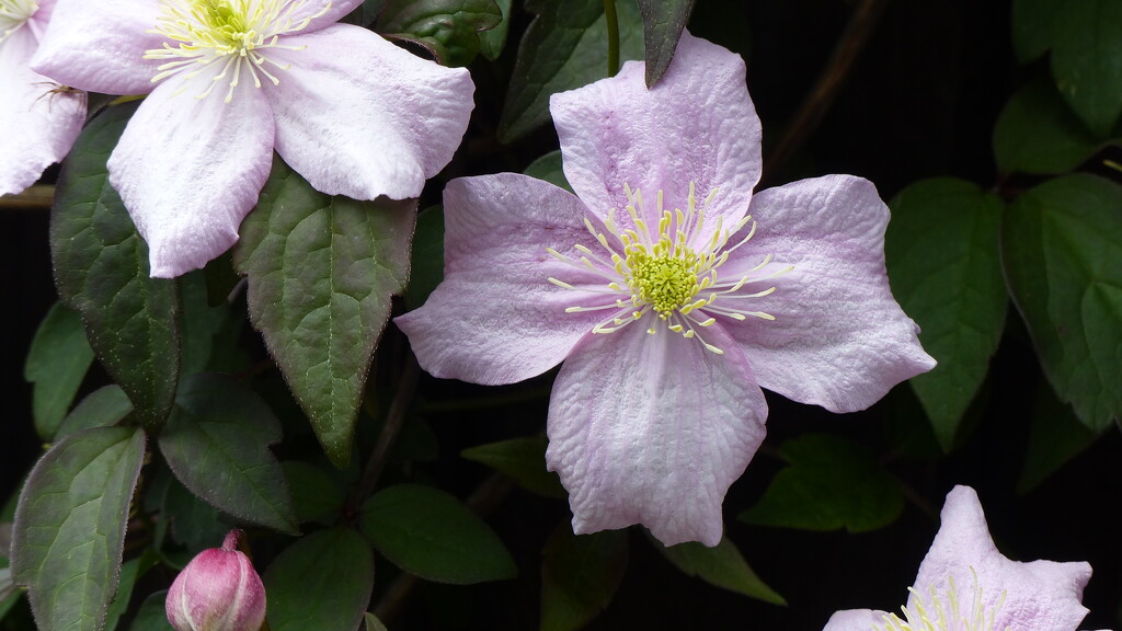 Clematis  by foxes37