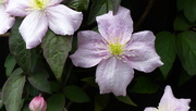 5th May 2023 - Clematis 