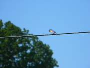 4th May 2023 - Bluebird on Wire 