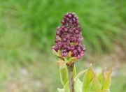 4th May 2023 - Lilac Buds