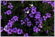 5th May 2023 - Pretty Purple Flowers ~