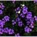 Pretty Purple Flowers ~ by happysnaps