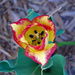 Inside a tulip by larrysphotos