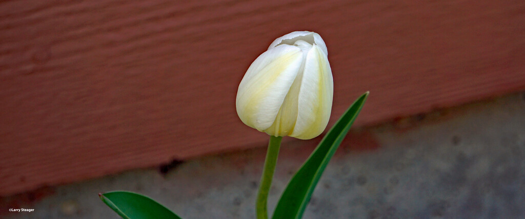 White and yellow tulip by larrysphotos