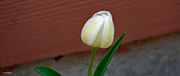 4th May 2023 - White and yellow tulip