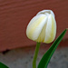 White and yellow tulip by larrysphotos