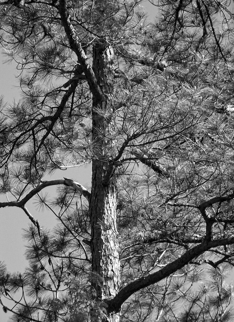 This old loblolly pine... by marlboromaam