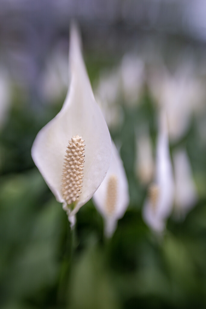 Peace Lily by pdulis