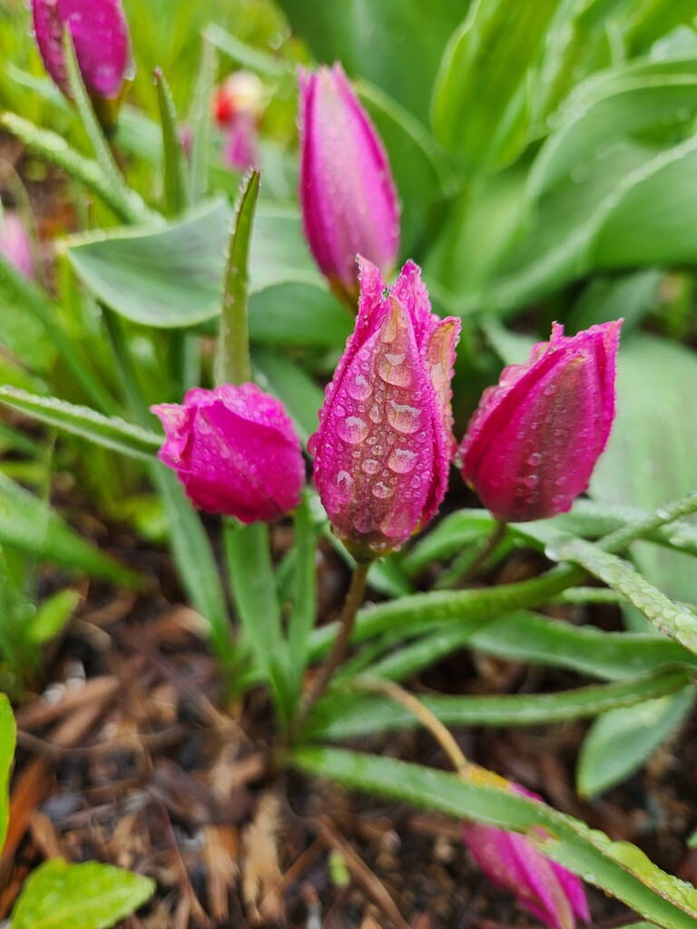 Rain-soaked tulips by ljmanning