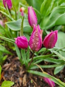 4th May 2023 - Rain-soaked tulips