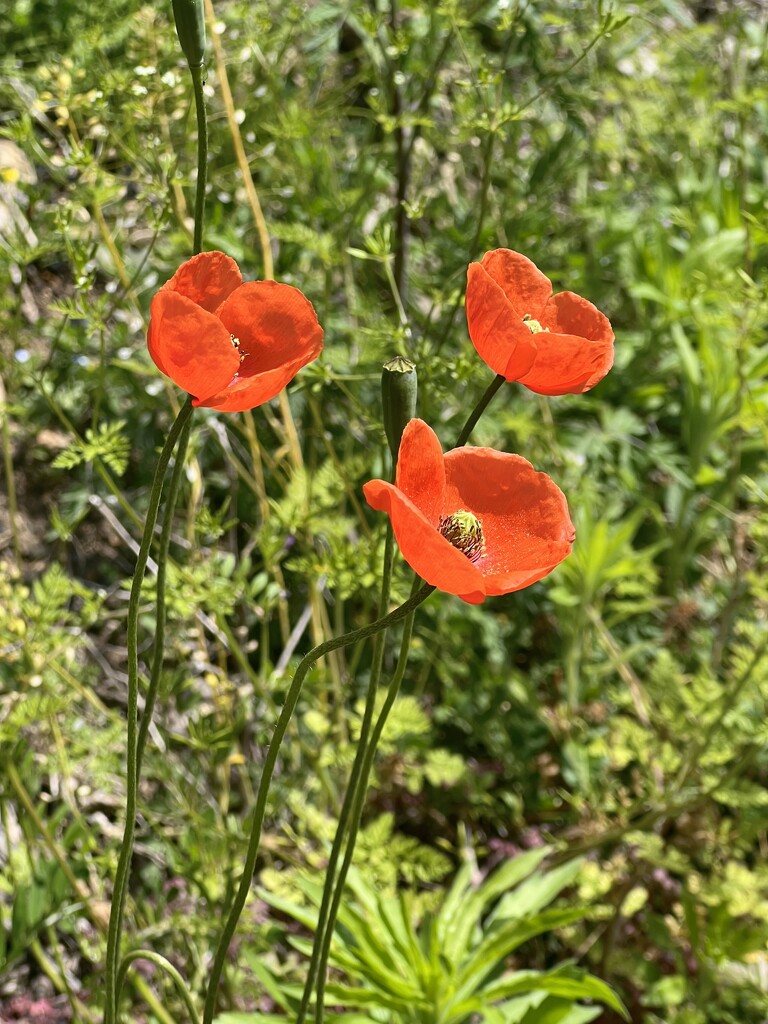 Wild Poppies by calm