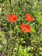 3rd May 2023 - Wild Poppies