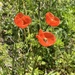 Wild Poppies by calm