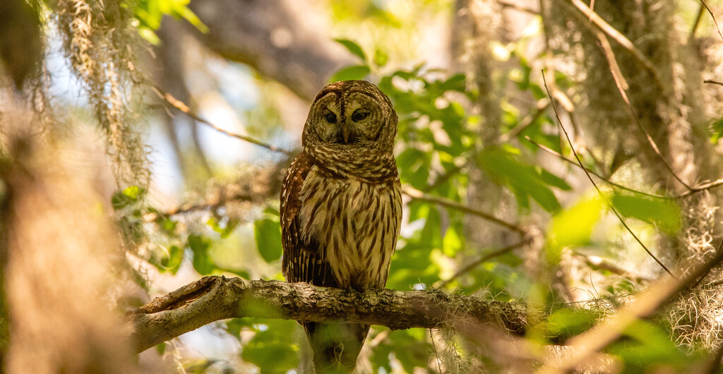 Barred Owl Checking Things Out! by rickster549