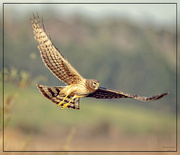 4th May 2023 - Northern Harrier