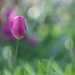 Tulip and Bokeh by lynnz