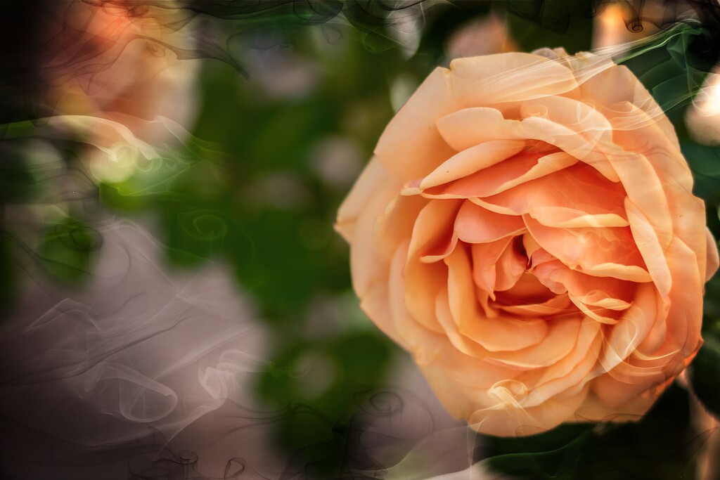 My favourite colour rose by ludwigsdiana