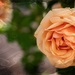 My favourite colour rose by ludwigsdiana