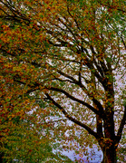 5th May 2023 - Autumn branches