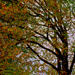 Autumn branches by sandradavies