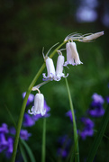 4th May 2023 - Albino bluebell
