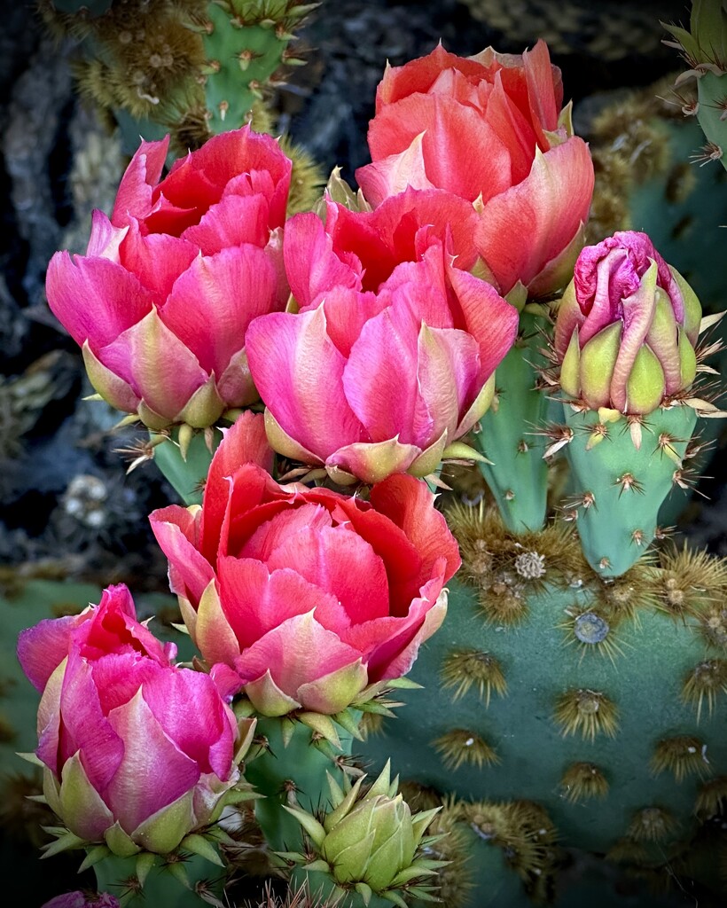 The Prickly Pear Are Coming Into Bloom ~ Part 2 by 365projectorgbilllaing